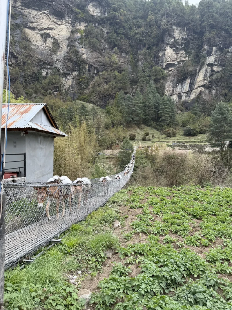 A line of cargo donkeys crossing a suspension bridge over the valley