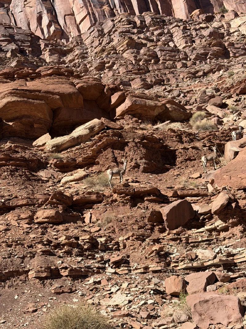 Three desert bighorn sheep standing on a red rock slope