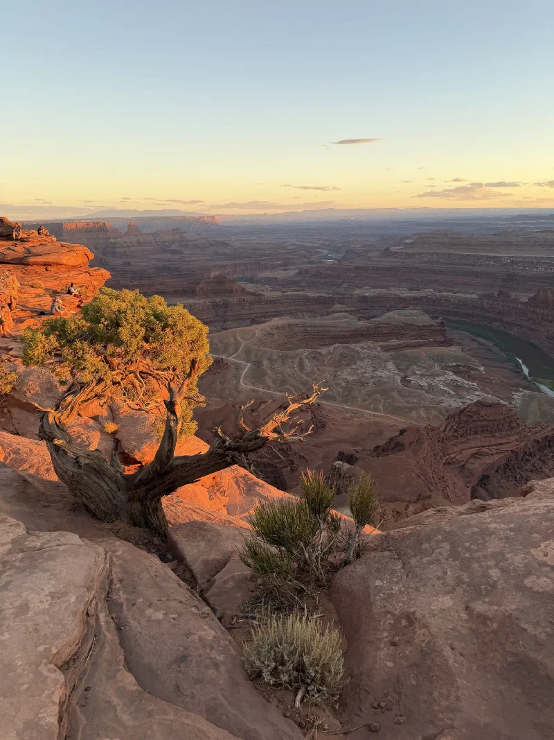 A twisted juniper lit orange by low sun on the canyon rim