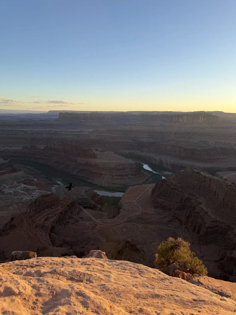 A raven flying below the rim with the river gooseneck behind it