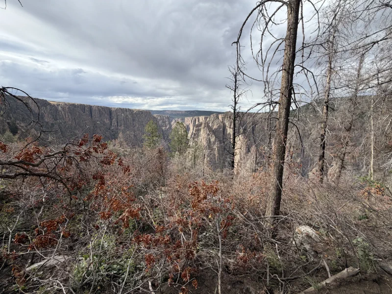 The canyon seen through a screen of dry brush and bare tree trunks from below the rim