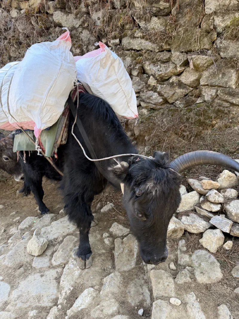Laden dzo carrying white sacks on mountain trail