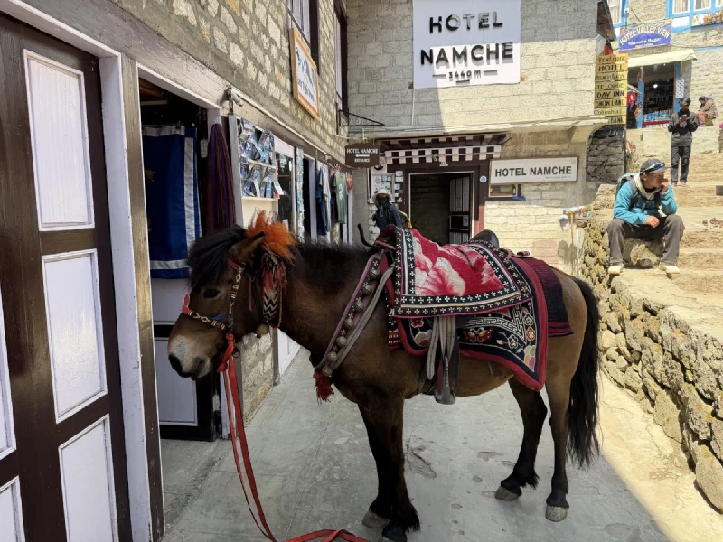Decorated mountain pony with red tassels outside hotel in Namche