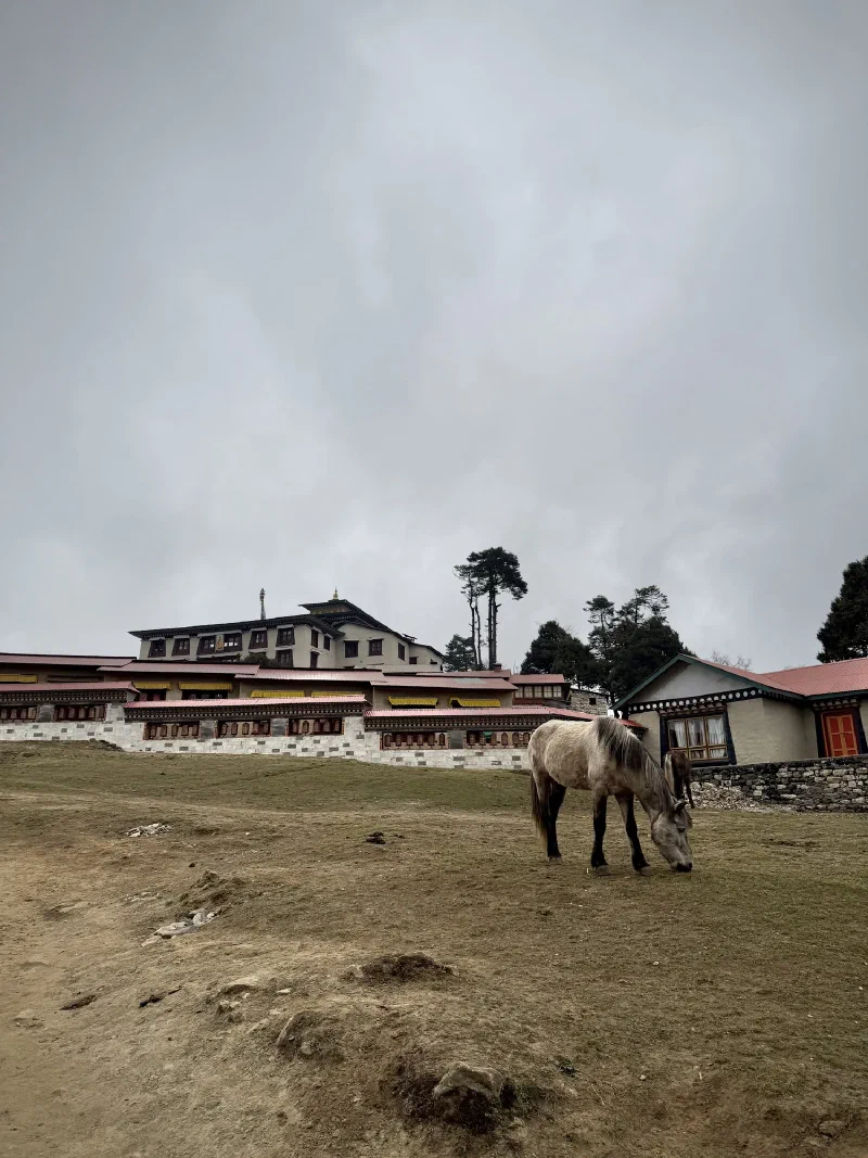 Horse grazing near the monastery
