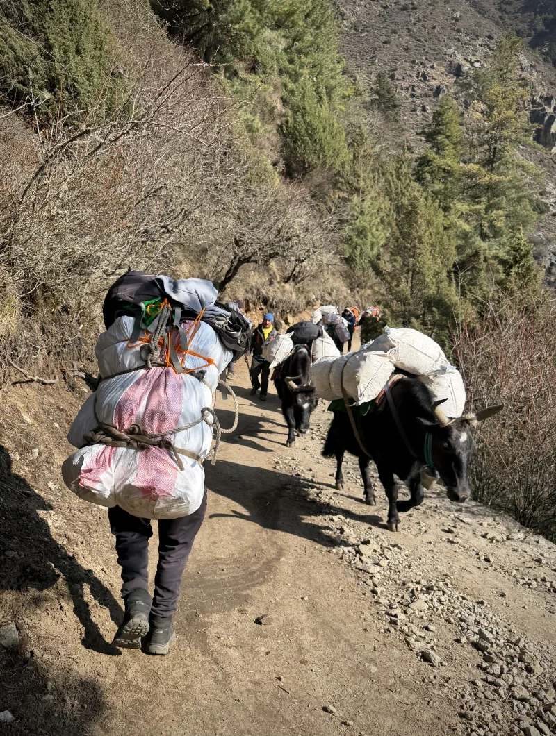 Porters and yaks on the trail