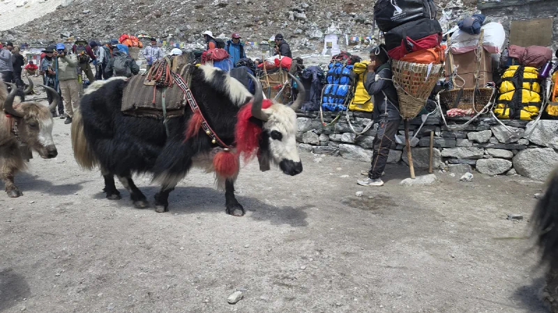 Yak passing through the memorial site