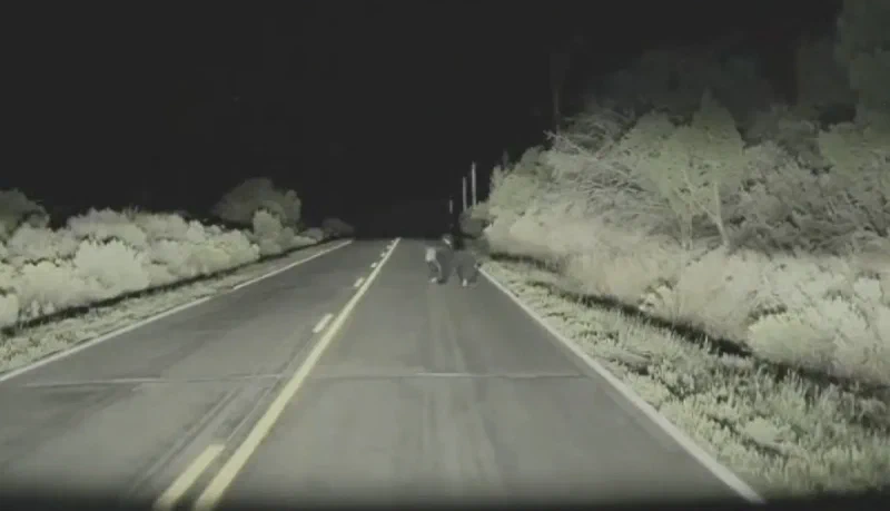 A black bear caught in the car's headlights ambling down the middle of a dark two lane road