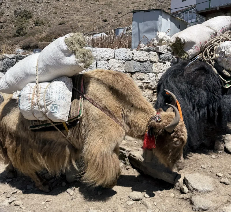 Dzos carrying hay through a village