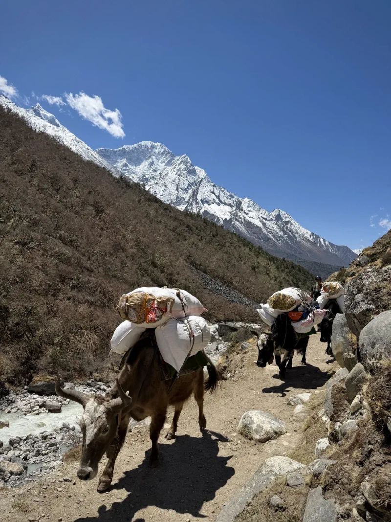 Line of yaks carrying supplies along a narrow mountain trail