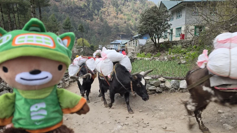 Sumi watching a caravan of pack animals carrying supplies on the trail