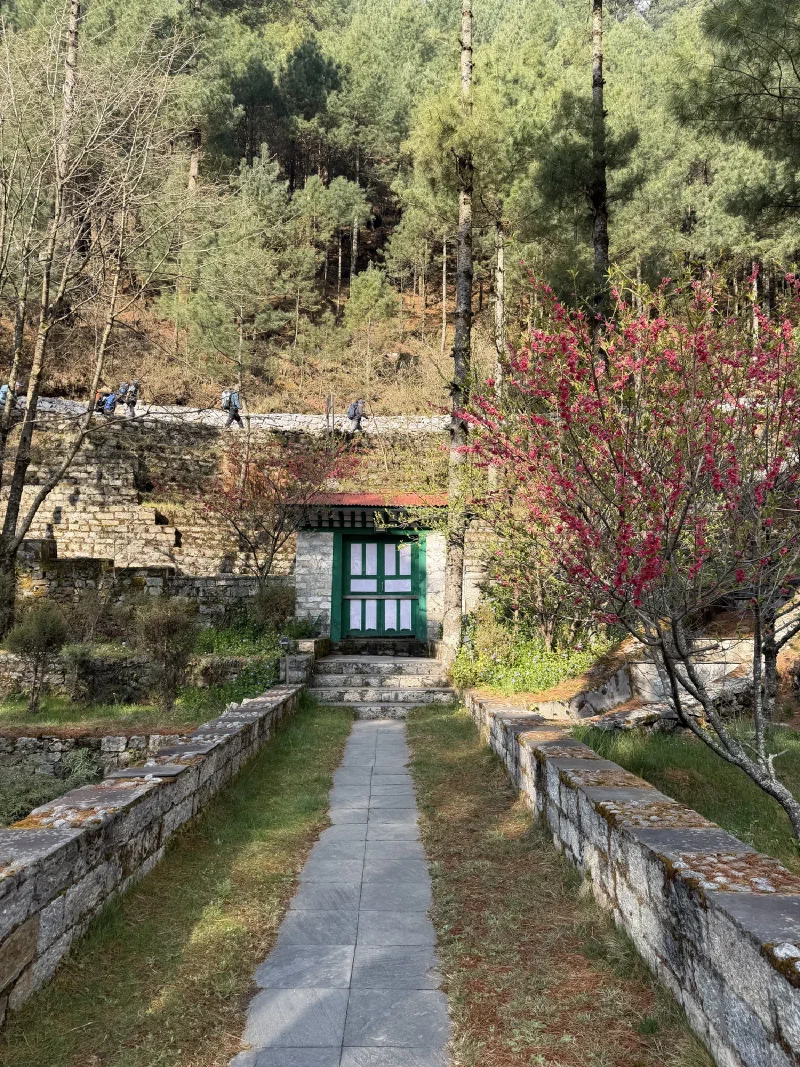 Pink blossoms along the stone trail leaving Phakding