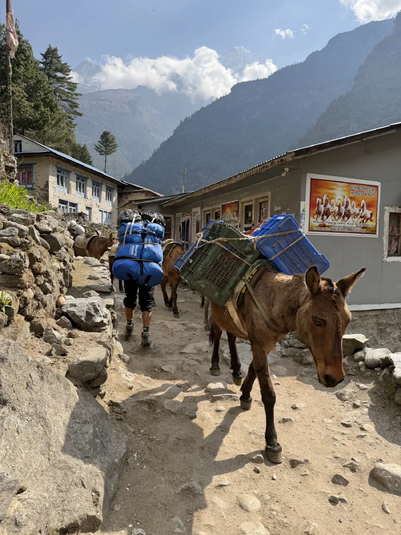 Trail with mule and porter, Horses on Rent sign visible