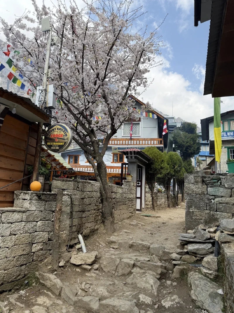 Cherry blossoms and prayer flags in Monjo village with Kailash Lodge sign