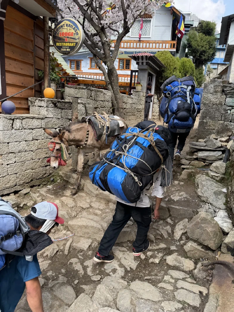 Decorated donkey and porters carrying enormous loads through Monjo