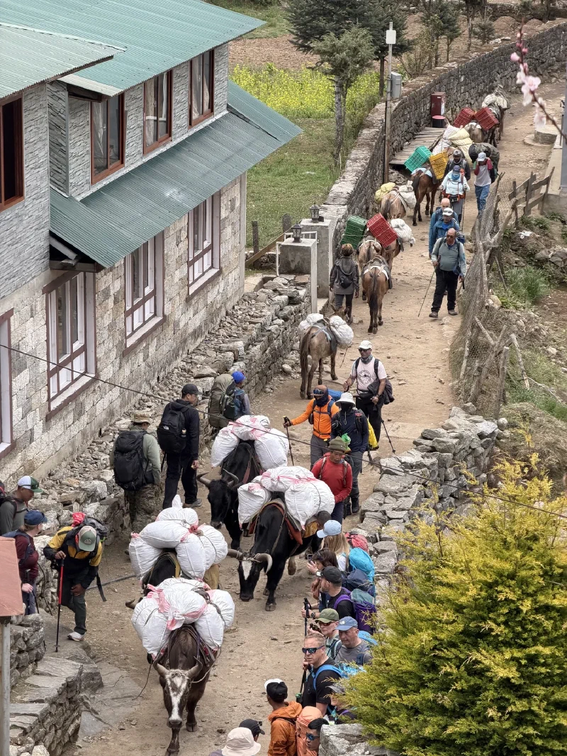 Yak caravan on the trail with trekkers pulled to the side