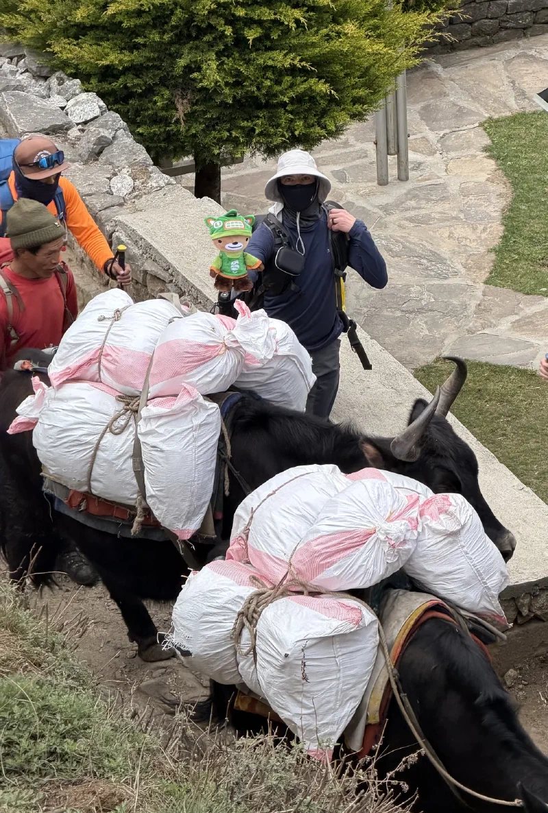 Nicholas holding Sumi while a yak passes right beside them