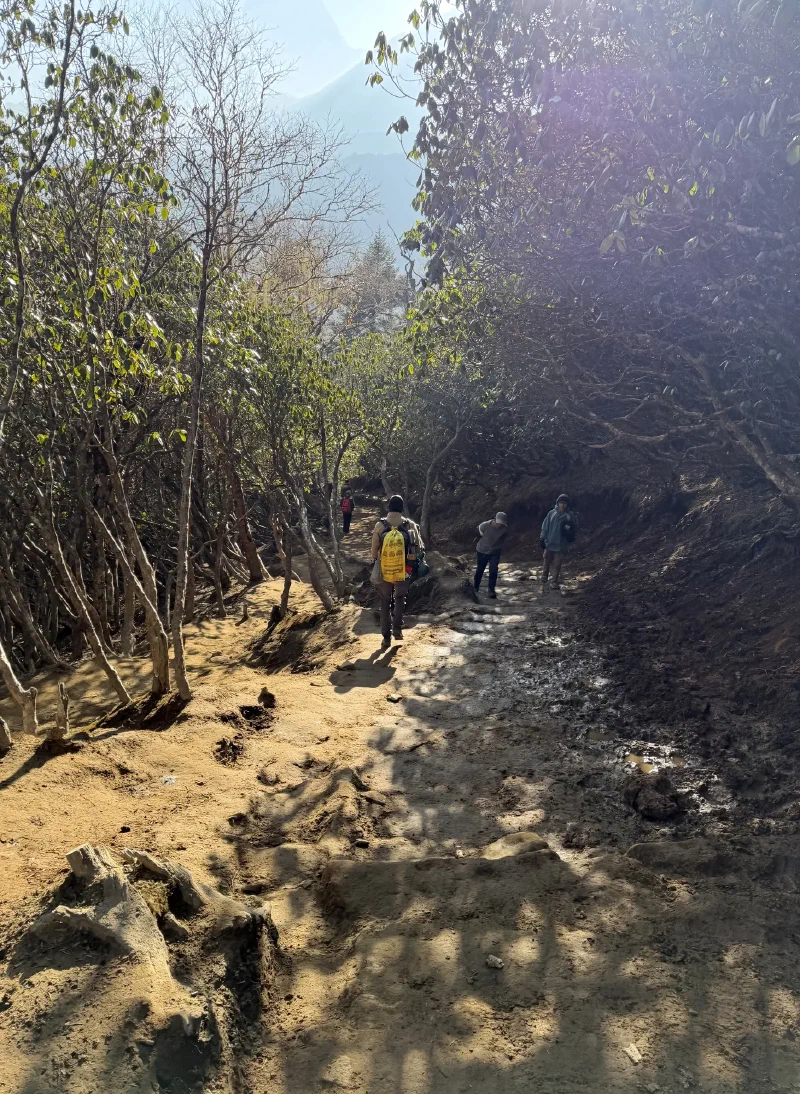 Muddy forest trail with sun filtering through trees