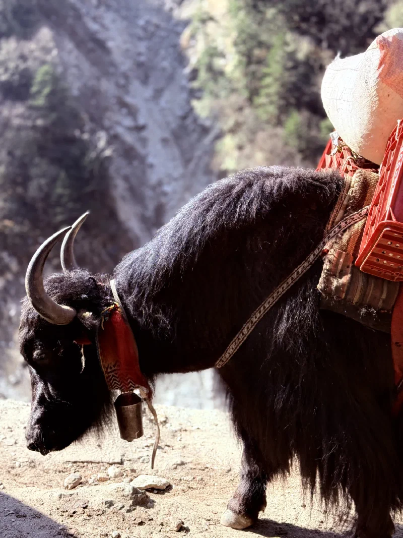 Close-up portrait of a woolly black yak with horns and harness
