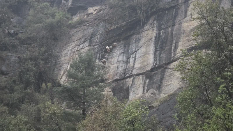 Giant wild beehives hanging from a sheer cliff face high above the ground