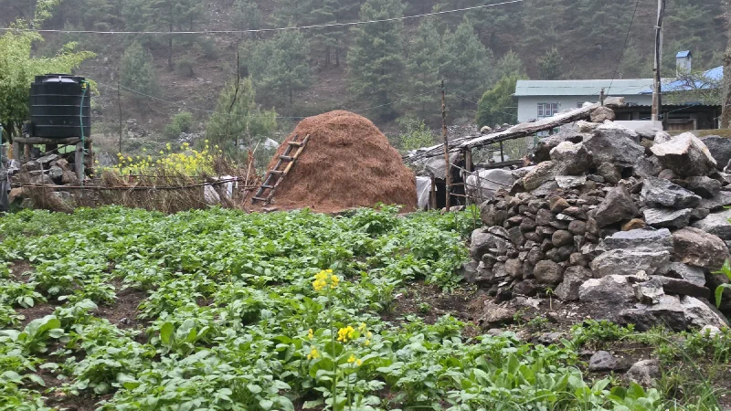 Farm plot with haystack, wooden ladder, and piled stones surrounded by green crops and mustard flowers