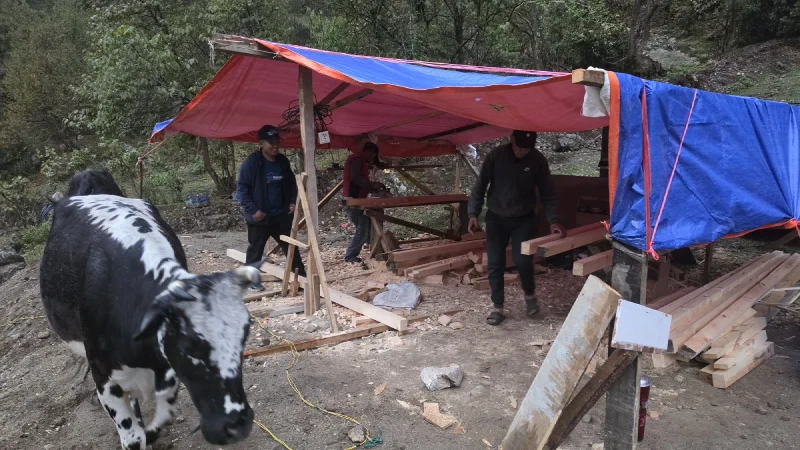 Men working under tarps processing lumber by hand with stacks of cut boards, a cow walking past in the foreground