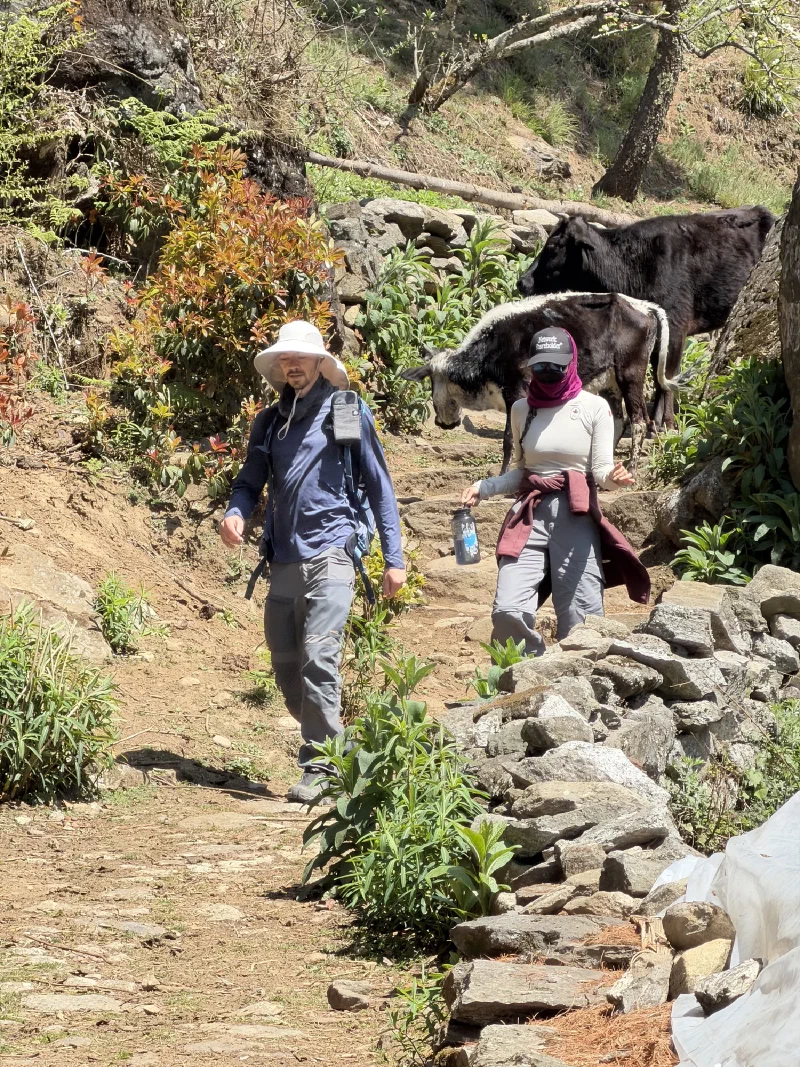 Two trekkers squeezing past two cows on a narrow village trail through forest