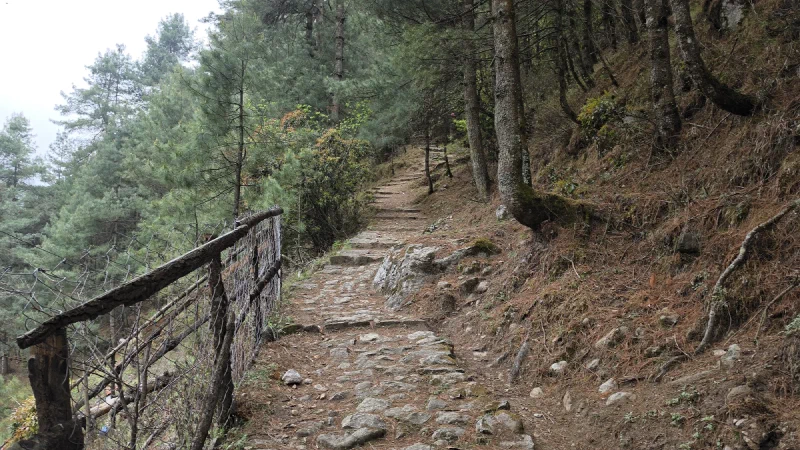 A winding stone and dirt path climbing through dense pine forest