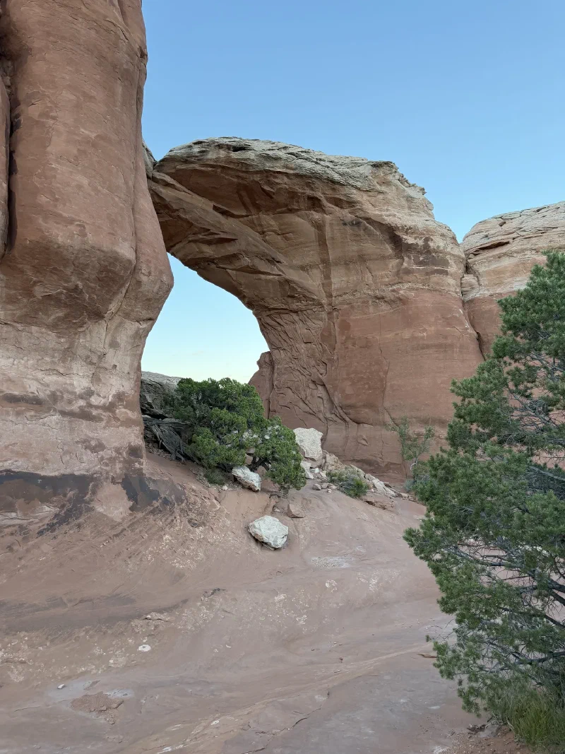 Broken Arch seen from the side with a juniper in the foreground and evening light on the rock